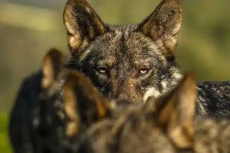 lobo ibérico vuelve a criar en Cataluña