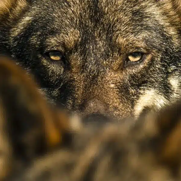 lobo ibérico vuelve a criar en Cataluña