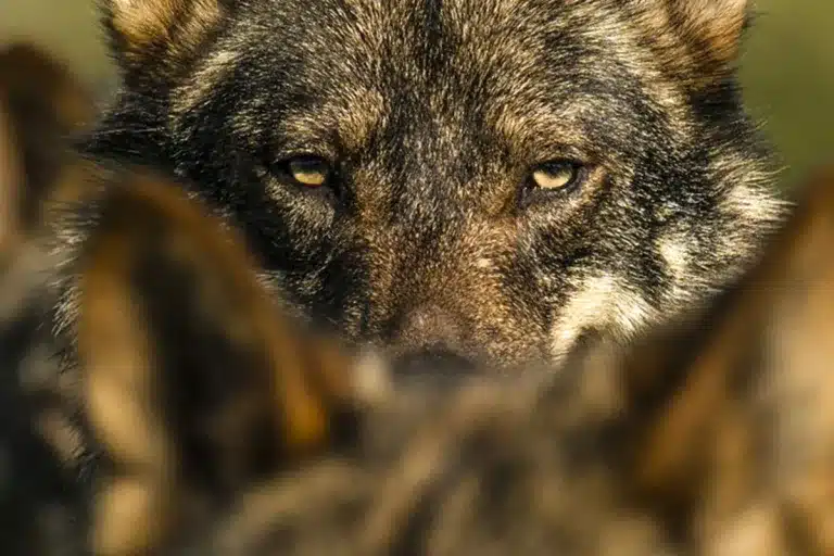 lobo ibérico vuelve a criar en Cataluña