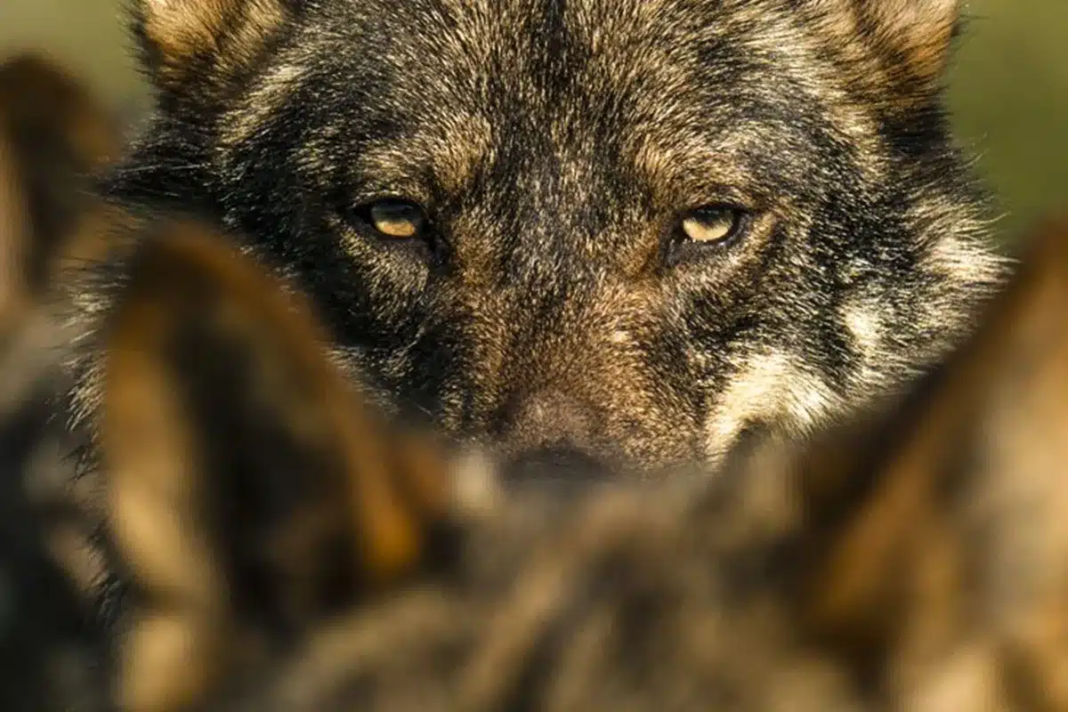 lobo ibérico vuelve a criar en Cataluña