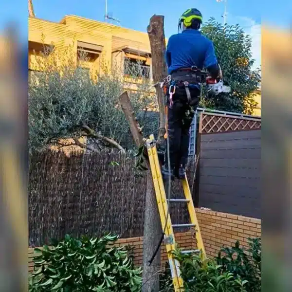 madrileño pagar árbol