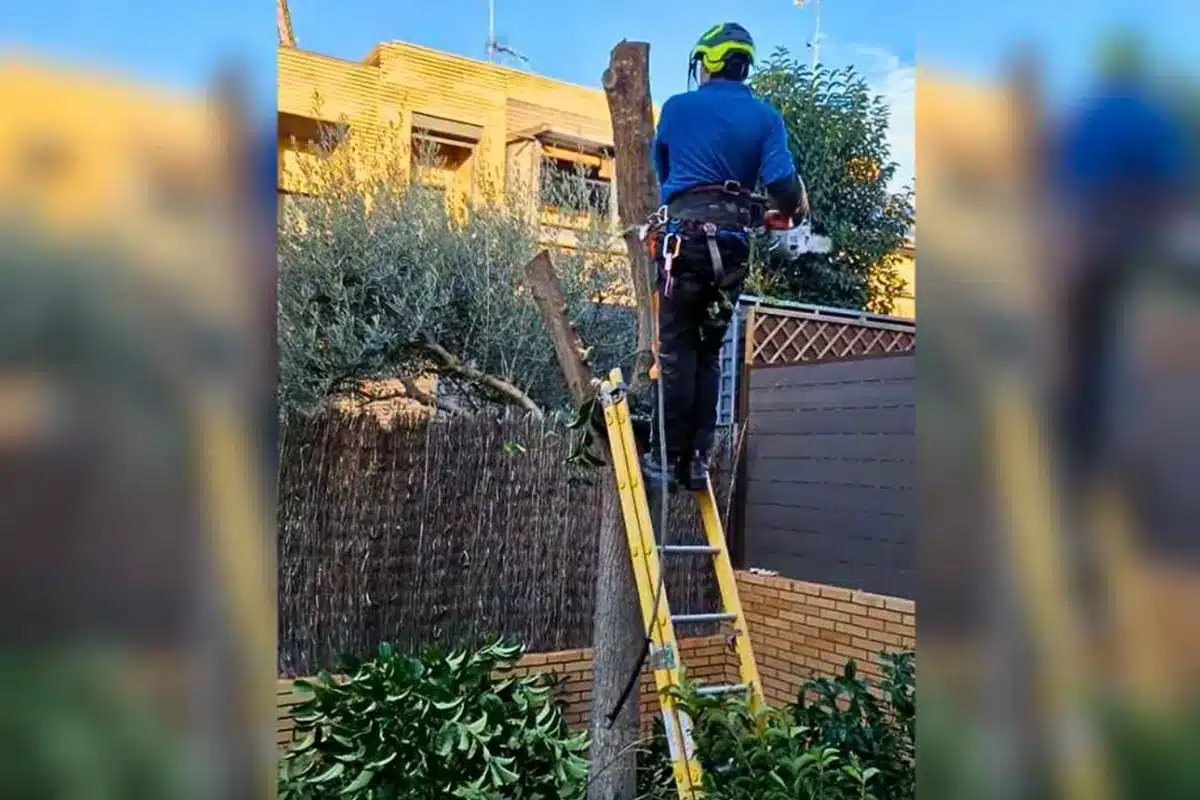 madrileño pagar árbol