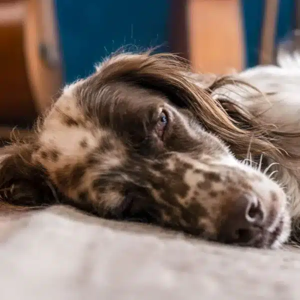 mueren 27 perros caza ferry