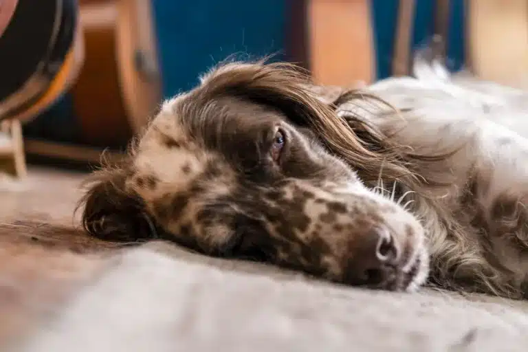 mueren 27 perros caza ferry