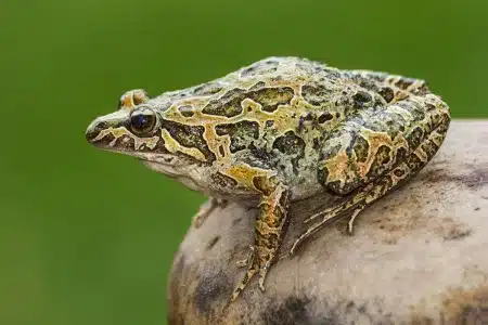 nuevo virus anfibios