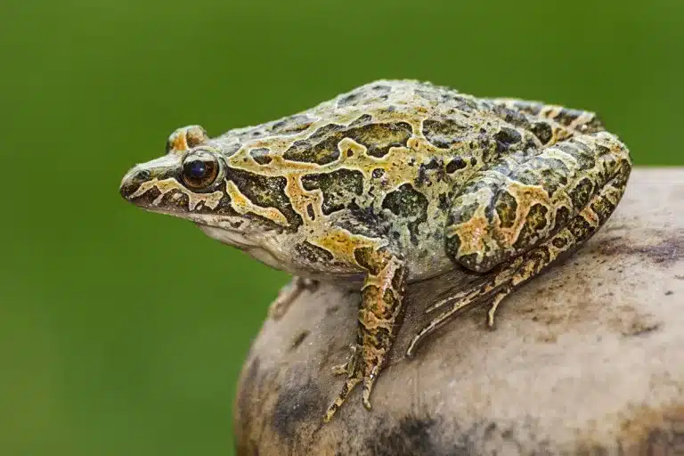 nuevo virus anfibios