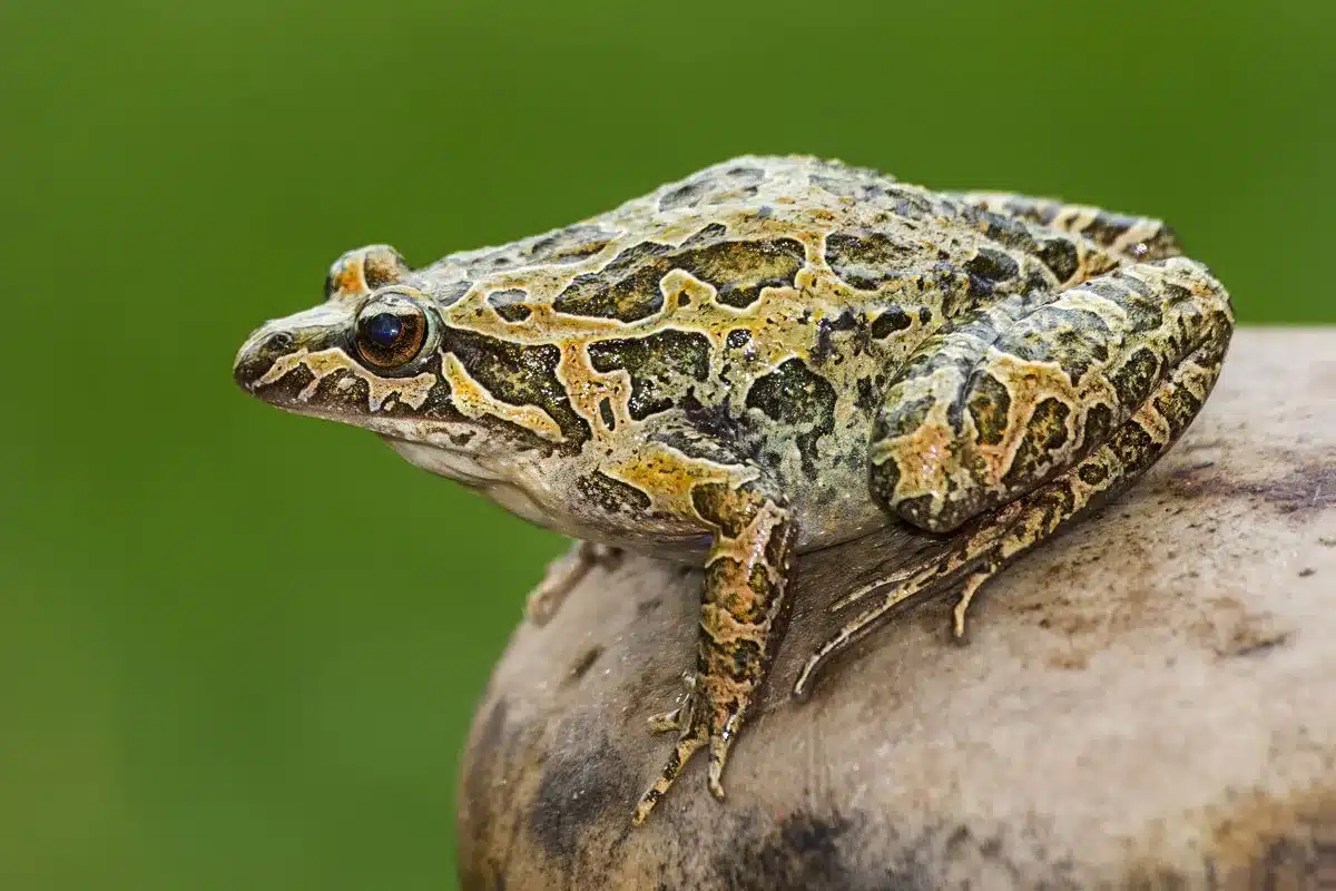 nuevo virus anfibios