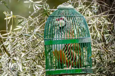perdiz con reclamo BIC Extremadura
