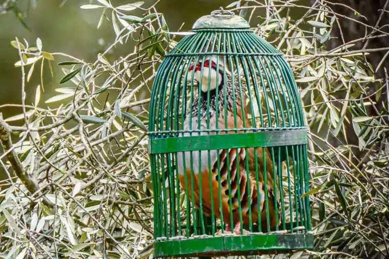 perdiz con reclamo BIC Extremadura