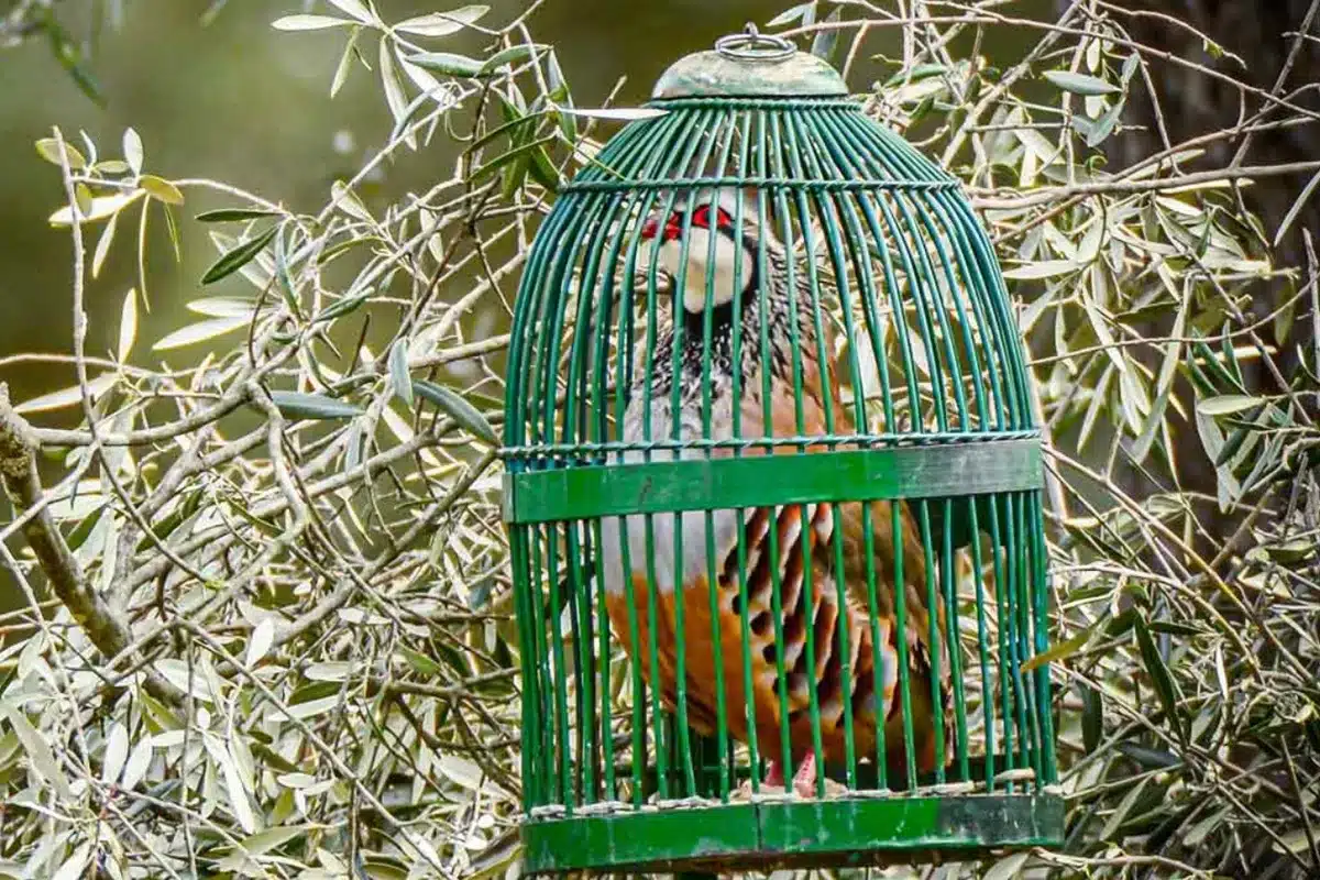 perdiz con reclamo BIC Extremadura