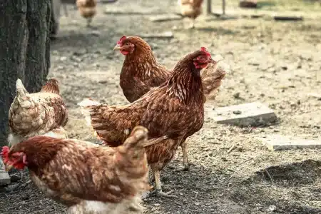 prohibido desde hoy criar gallinas al aire libre