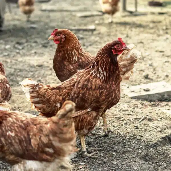 prohibido desde hoy criar gallinas al aire libre