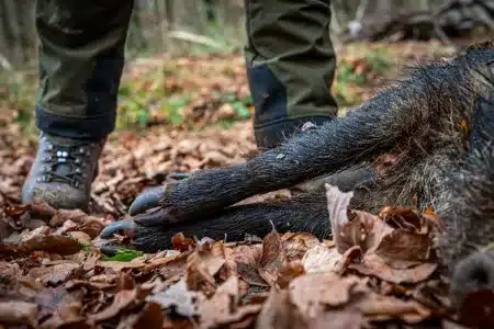 que-hacer-si-encuentro-jabali-muerto