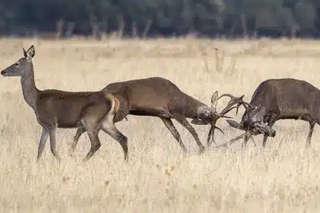 sale venta finca caza ciervo jabalí