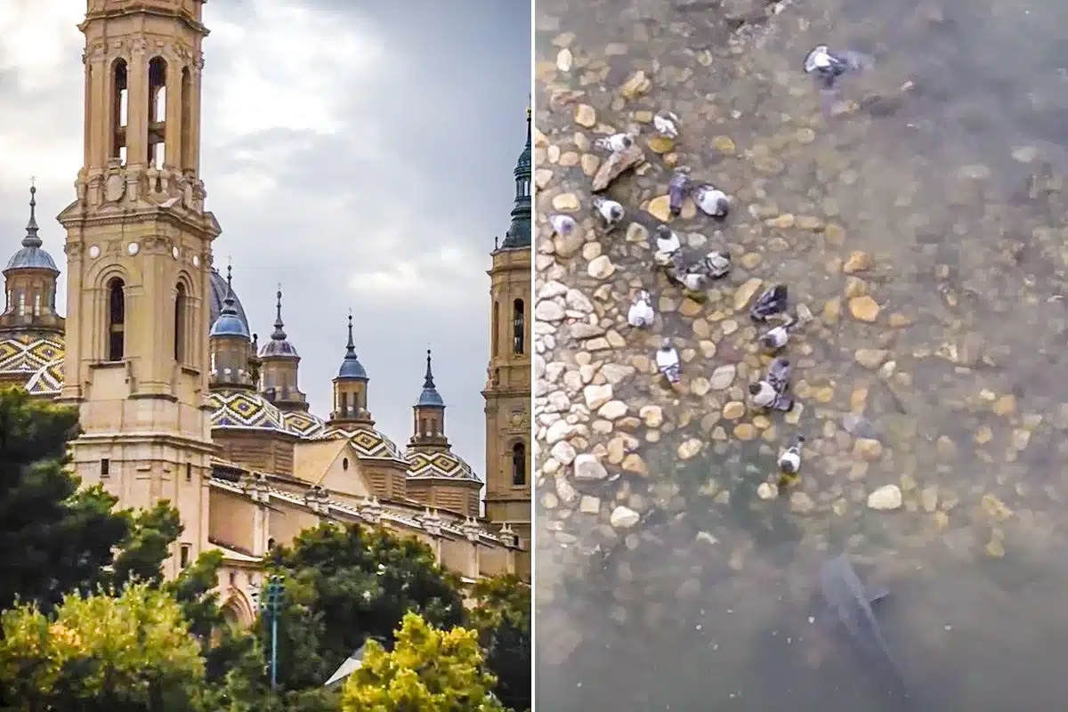 siluros acechando palomas Zaragoza