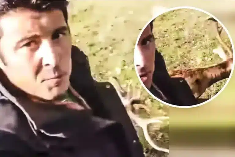 sorpresa ciervo foto cazador