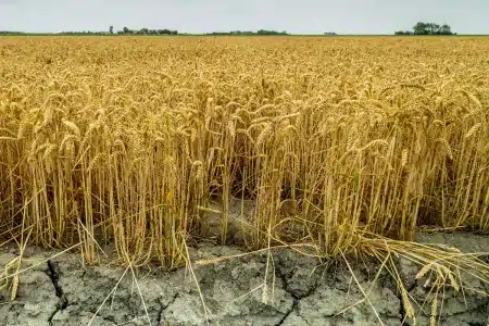 trigo resistente sequía