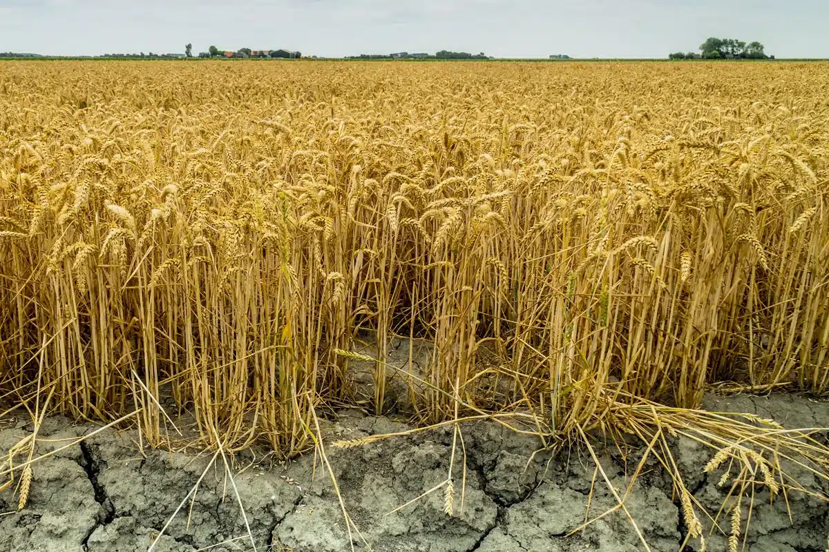trigo resistente sequía