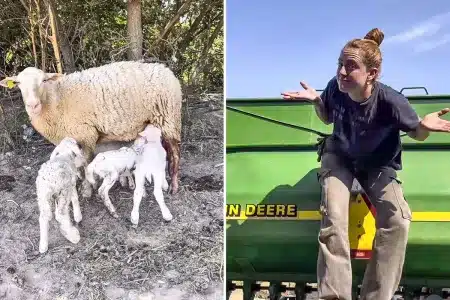 truco pastora paran ovejas al mismo tiempo