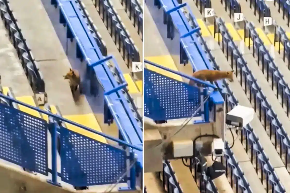 zorro se cuela Stamford Bridge Chelsea Barcelona