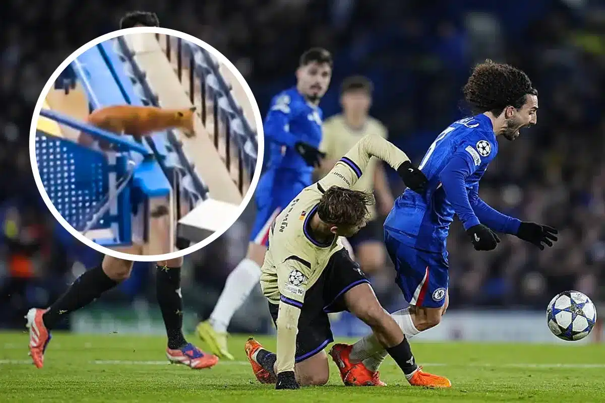 zorro se cuela Stamford Bridge Chelsea Barcelona