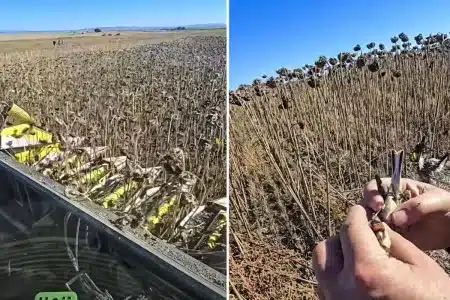 agricultor encuentra poderoso e ilegal método capturar aves