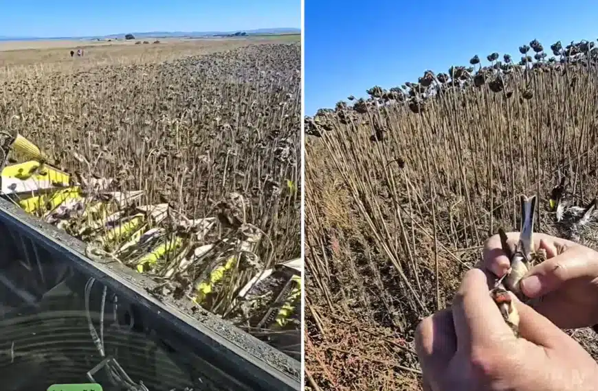 agricultor encuentra poderoso e ilegal método capturar aves