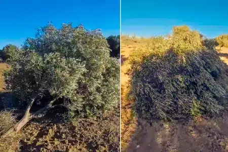 Los olivos, tronchados.