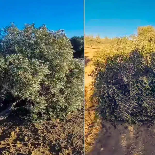 Los olivos, tronchados.