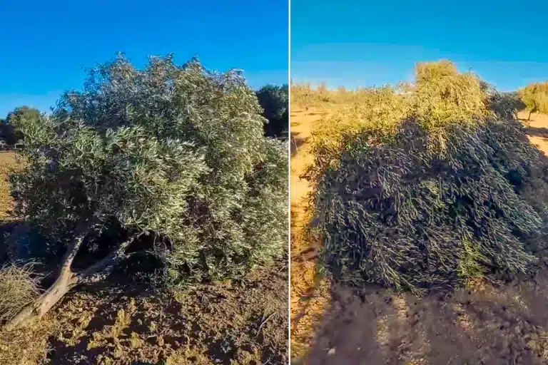 Los olivos, tronchados.