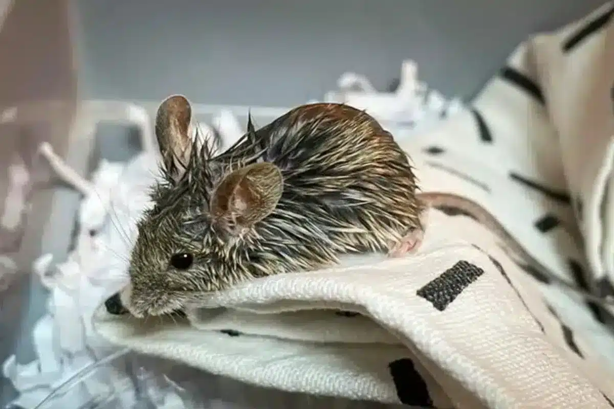 animalistas ratón veterinario