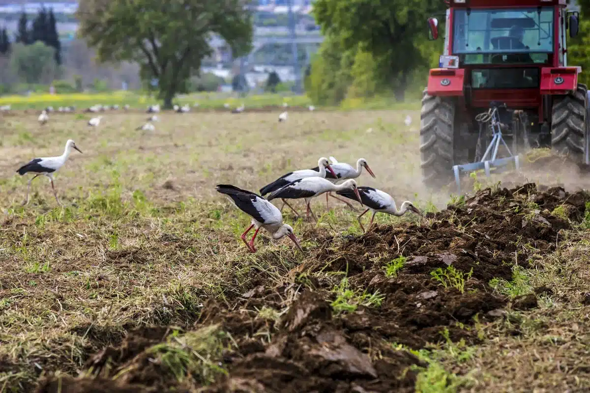 aparecen centenar cigüeñas muertas Madrid