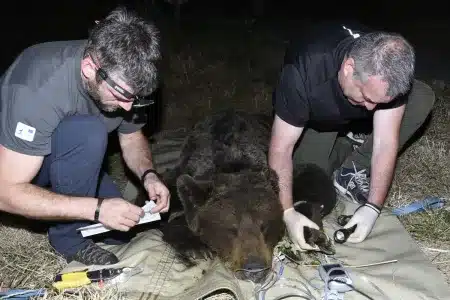 Asturias captura osos pueblos