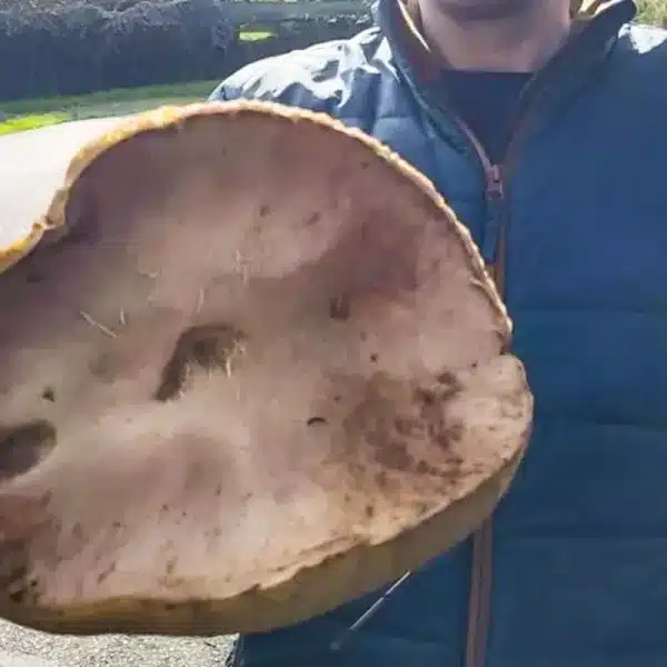 boletus gigante