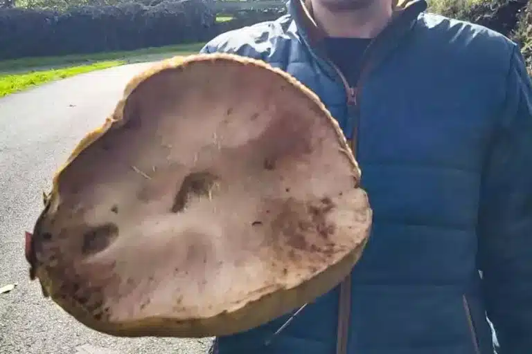 boletus gigante