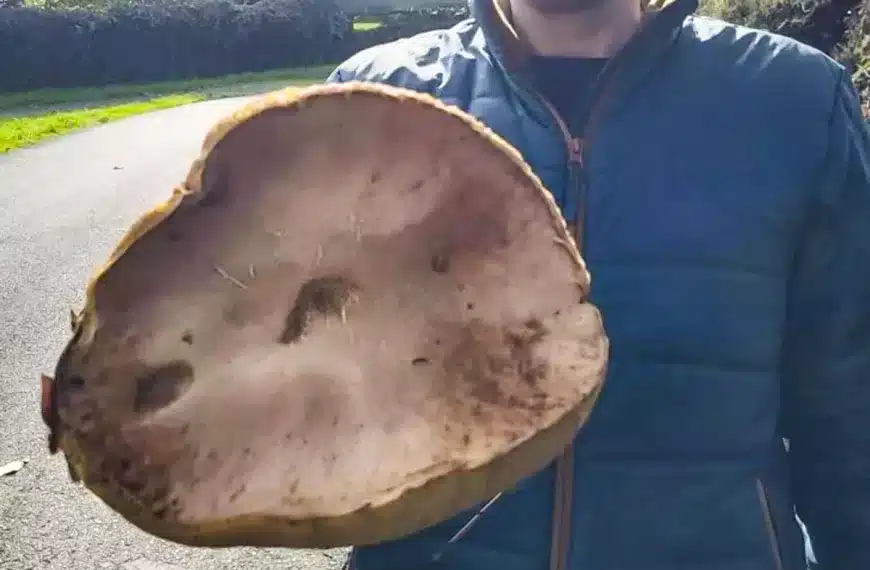 boletus gigante