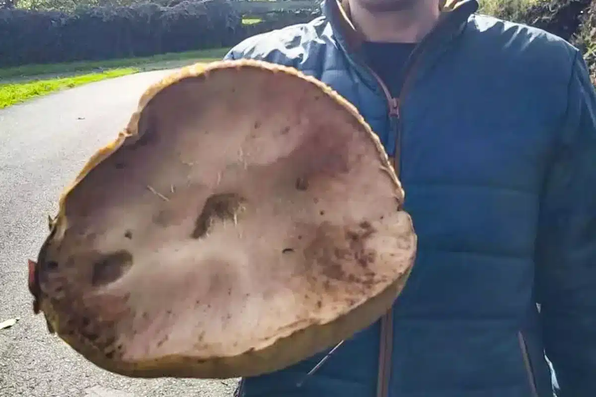 boletus gigante
