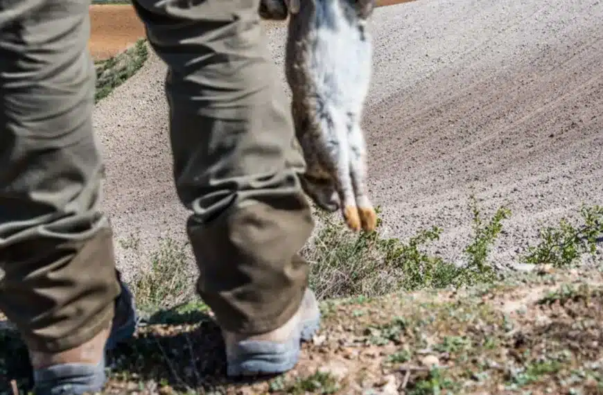 captura conejos