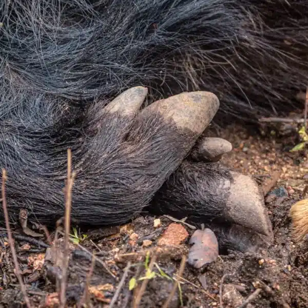 Cataluña quiere abatir mitad jabalíes