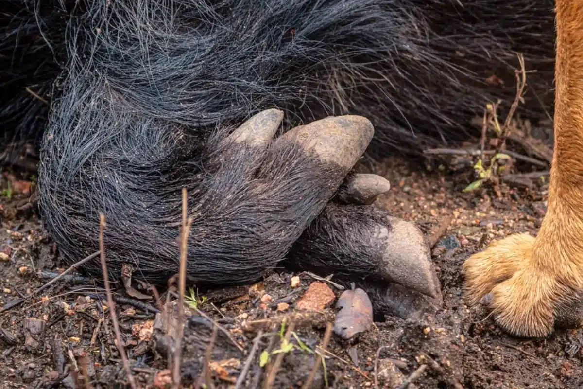 Cataluña quiere abatir mitad jabalíes