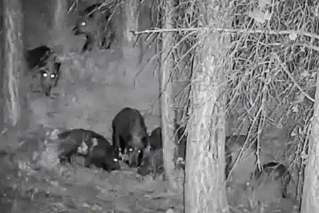 cazador rodeado 30 jabalíes