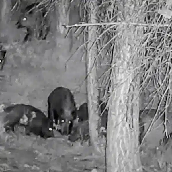 cazador rodeado 30 jabalíes