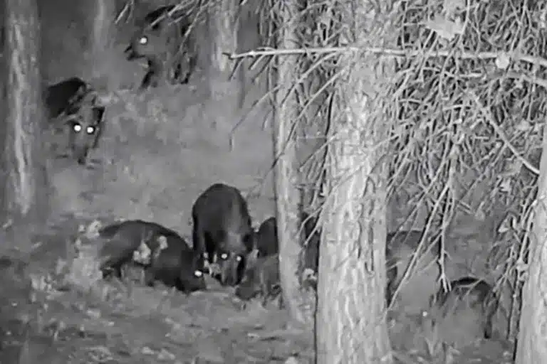 cazador rodeado 30 jabalíes