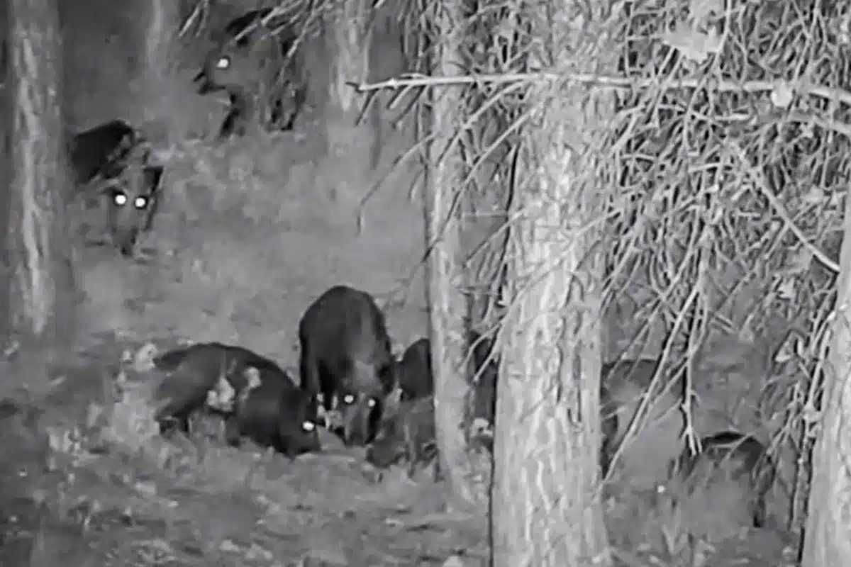 cazador rodeado 30 jabalíes