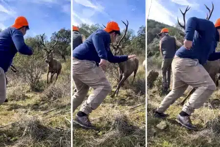ciervo ataca cazadores