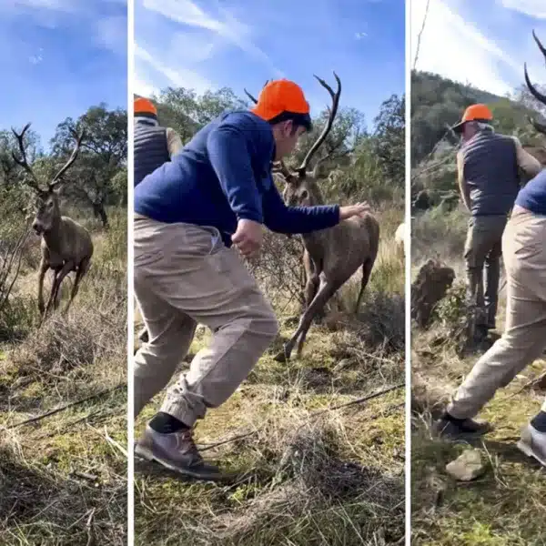 ciervo ataca cazadores