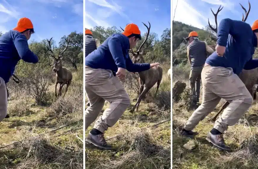ciervo ataca cazadores