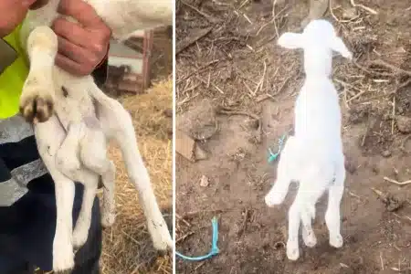 cordero seis patas Almería