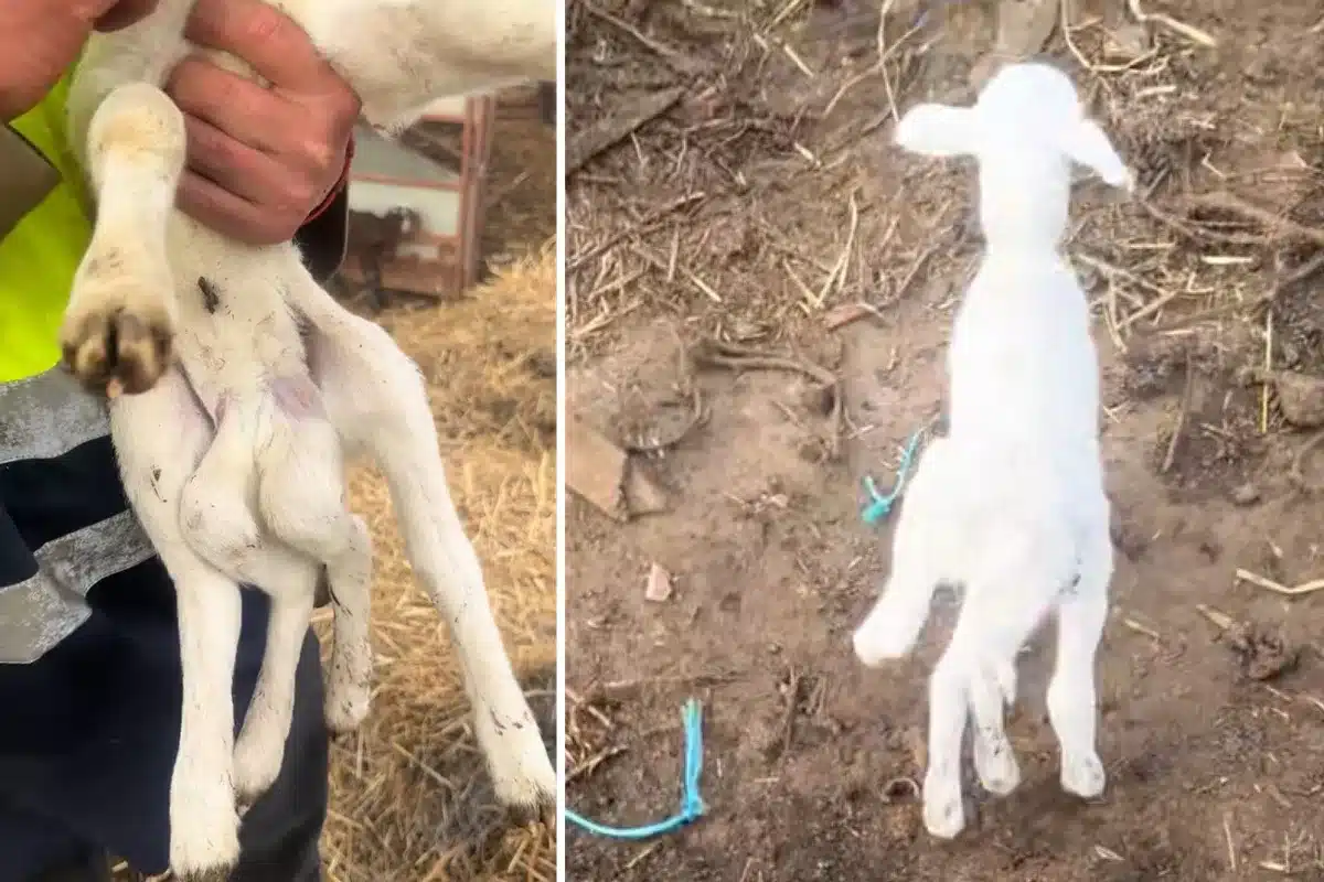 cordero seis patas Almería