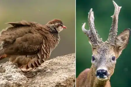 cuánto vie perdiz conejo ciervo corzo jabalí conejo